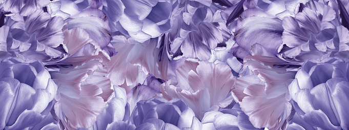 Tulips  flowers  and petals.  Floral   purple   background.  Close-up. Nature.