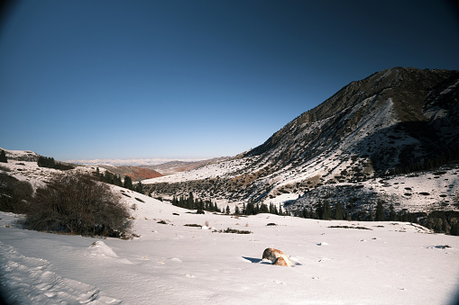 Tien Shan mountain view on a sunny winter day. Dzhuuku gorge