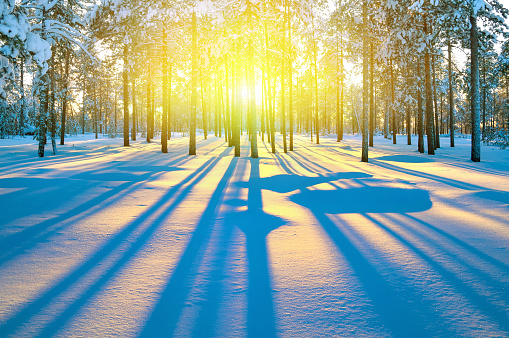 Sunny winter landscape in Russia: frozen trees in forest full of snow and bright sunlight coming above.