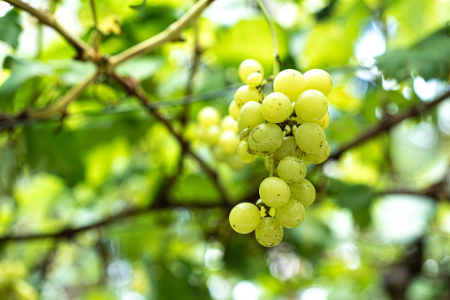 Bunches of ripe green grapes in the vineyard field, ripe green grapes ready for harvest. Agriculture farm.