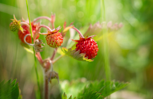 Wild red strawberries on green natural background in the forest.