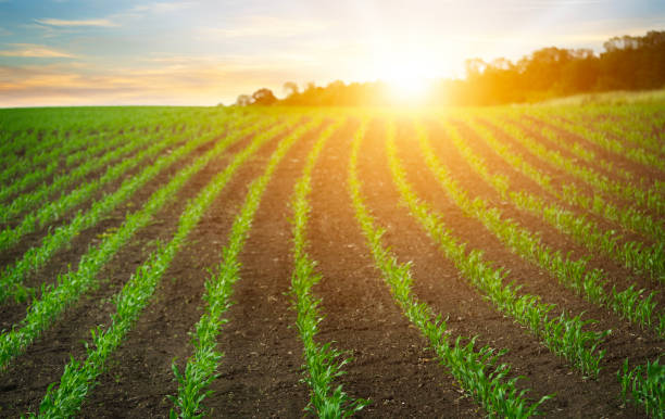istock Rows of young corn sprouts on a field over the sunrise. 1889512991