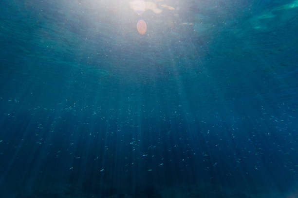 Underwater, sunlight through the sea, sunbeams and the water surface. School of small fish