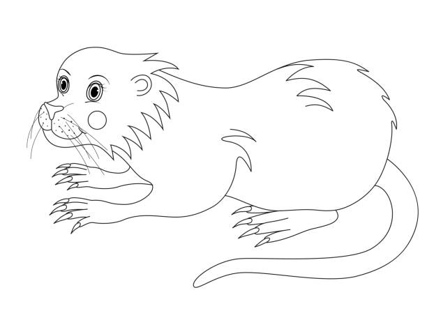 Nutria coloring page line art animal vector. Nutria coloring page line art animal vector. Coloring pages for children education. nutria rodent animal alphabet stock illustrations