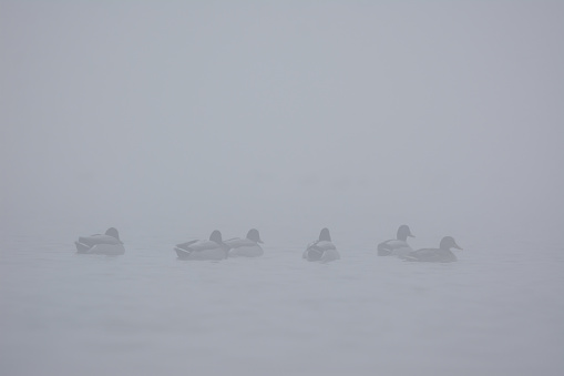 Wild ducks swim in the lake in the morning mist