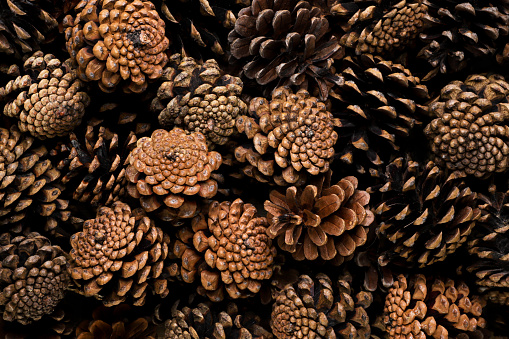 Horizontal close up still life of wood bowl filled with decorative bunch of dried open conifer pine cones on concrete table