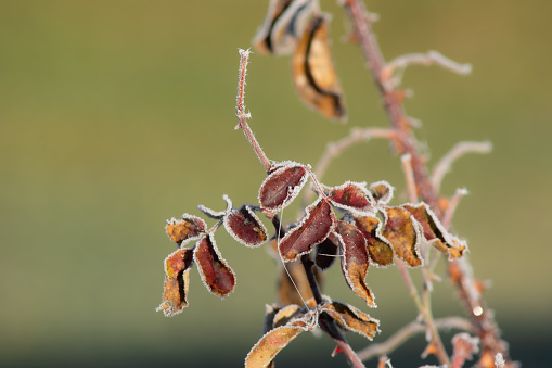 Detail of frost on rose branches in the morning sun