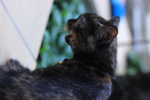 an out-of-focus photo of a black kitten looking at an object and wanting to own that object.