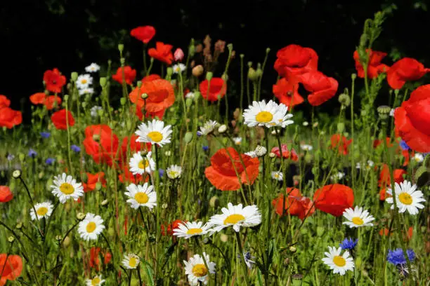 Matricaria chamomilla, commonly known as chamomile, and Papaver rhoeas, or the common poppy, in flower.