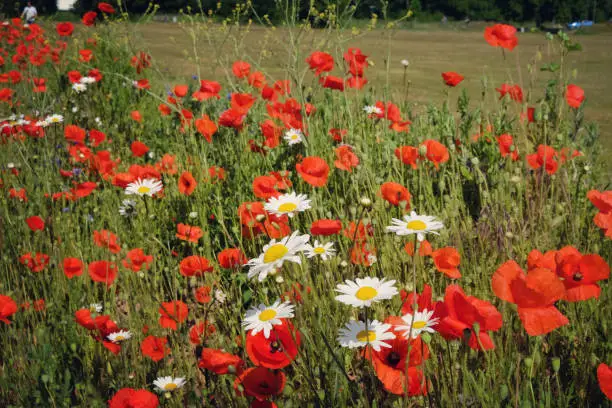 Matricaria chamomilla, commonly known as chamomile, and Papaver rhoeas, or the common poppy, in flower.