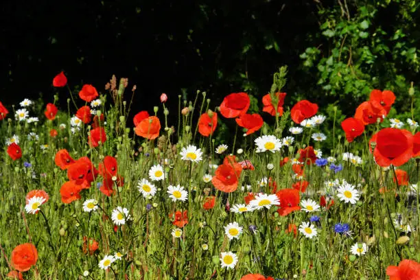 Matricaria chamomilla, commonly known as chamomile, and Papaver rhoeas, or the common poppy, in flower.