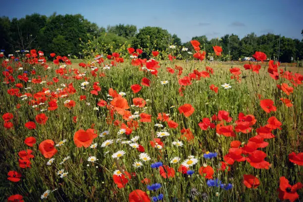 Matricaria chamomilla, commonly known as chamomile, and Papaver rhoeas, or the common poppy, in flower.