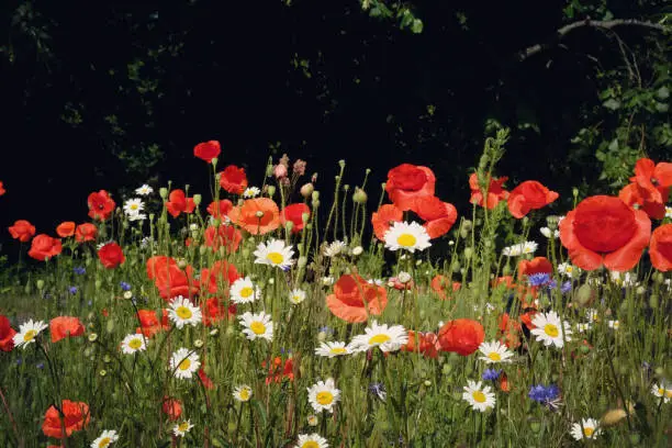 Matricaria chamomilla, commonly known as chamomile, and Papaver rhoeas, or the common poppy, in flower.