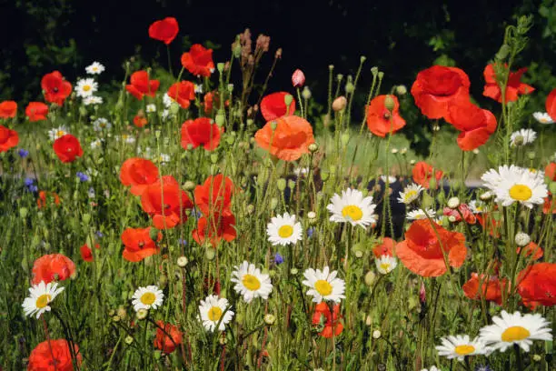 Matricaria chamomilla, commonly known as chamomile, and Papaver rhoeas, or the common poppy, in flower.