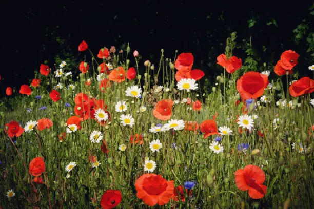 Matricaria chamomilla, commonly known as chamomile, and Papaver rhoeas, or the common poppy, in flower.