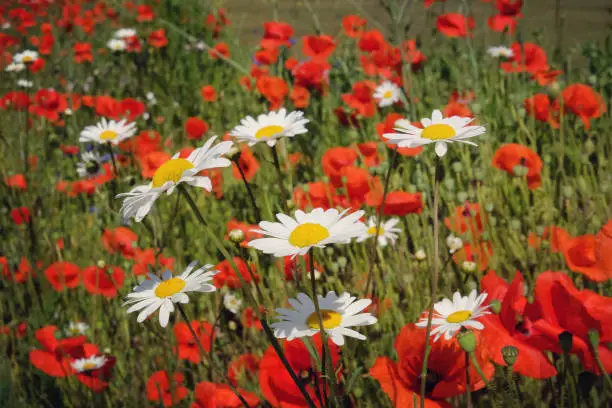 Matricaria chamomilla, commonly known as chamomile, and Papaver rhoeas, or the common poppy, in flower.