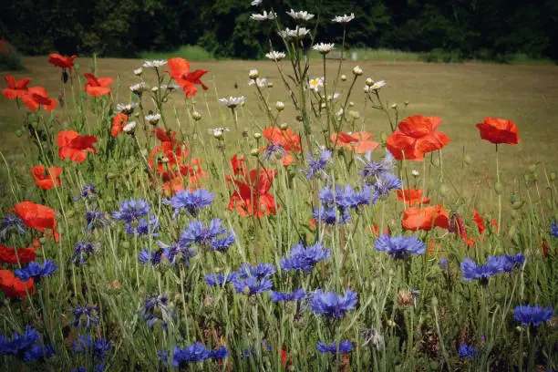 Wildflowers Centaurea cyanus, commonly known as cornflower or bachelor's button, Matricaria chamomilla, commonly known as chamomile, and Papaver rhoeas, or the common poppy, in flower.