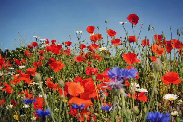 Wildflowers Centaurea cyanus, commonly known as cornflower or bachelor's button, Matricaria chamomilla, commonly known as chamomile, and Papaver rhoeas, or the common poppy, in flower.