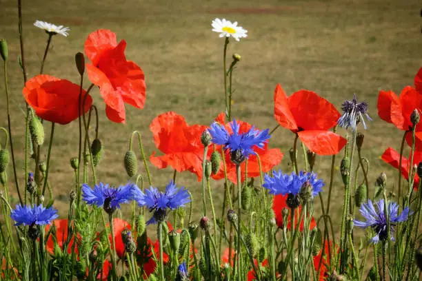 Wildflowers Centaurea cyanus, commonly known as cornflower or bachelor's button and Papaver rhoeas, or the common poppy, in flower.