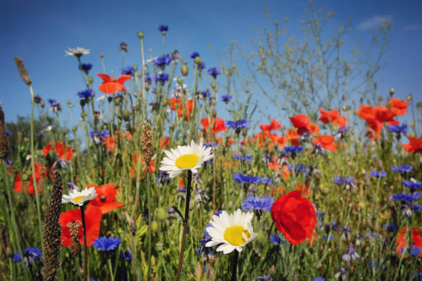 istock Wildflowers blue cornflower or bachelor's button, Matricaria chamomilla, commonly known as chamomile, and Papaver rhoeas, or the common poppy, in flower. 1889558009