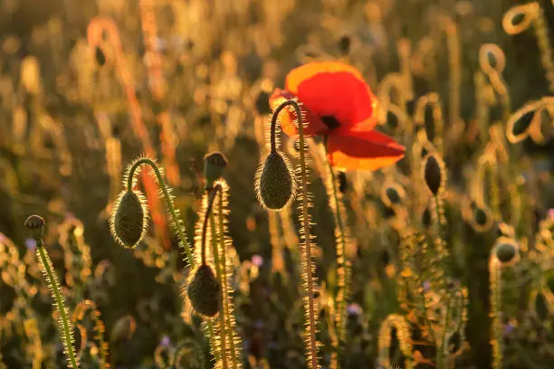 Red Papaver rhoeas, or the common poppy seed heads, after flowering.