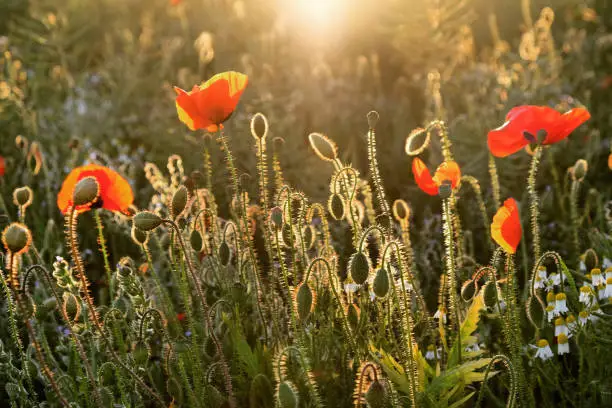 Red Papaver rhoeas, or the common poppy seed heads, after flowering.