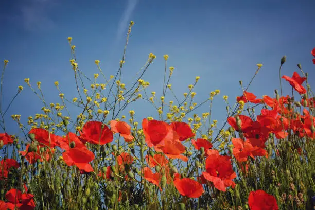 Red Papaver rhoeas, or the common poppy, in flower.