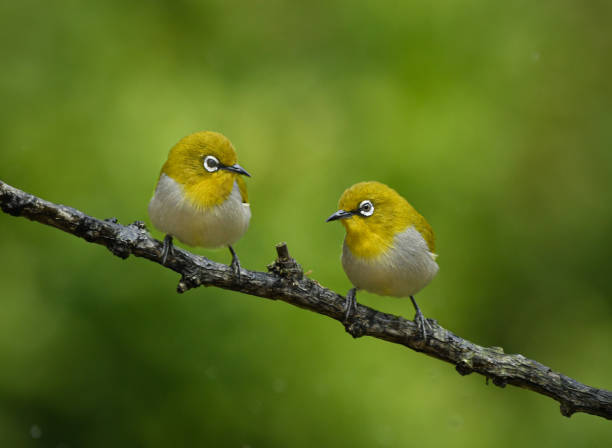istock Oriental White Eye Bird 1889563675