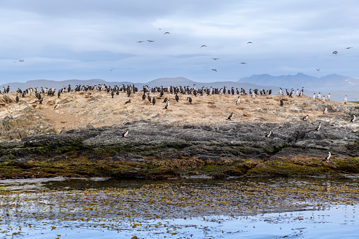 Antarctic shag (Leucocarbo bransfieldensis) colony, Beagle Channel, Usuaia, Argentina