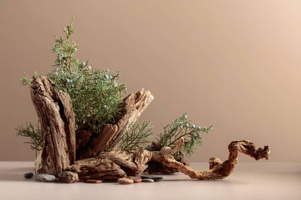 istock Abstract nature scene with a composition of juniper and dry snags. 1889579921