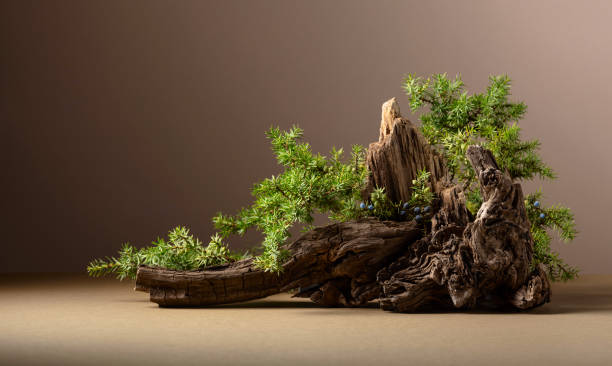 istock Abstract nature scene with a composition of juniper and dry snags. 1889580454