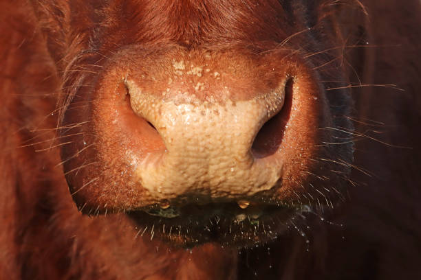 istock Vache domestique -  Domestic cow (Bos taurus). 1889608626