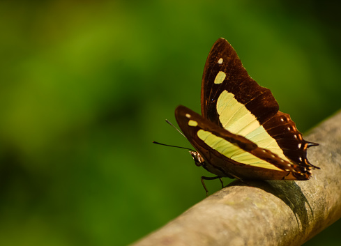 The Clipper species of nymphalid butterfly (Parthenos sylvia)