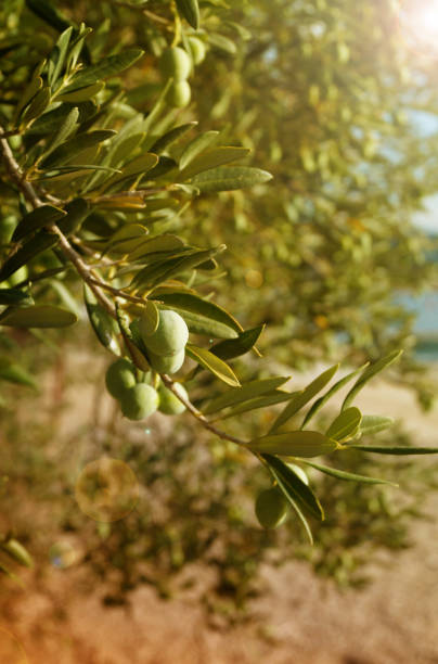 istock Closeup green olive tree with olives 1889630934