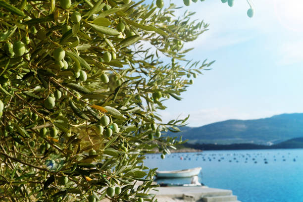 istock Closeup green olive tree with olives 1889630937