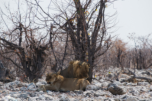 Photo of a lion and lioness resting under a tree at the Etosha National Park in Namíbia, África.