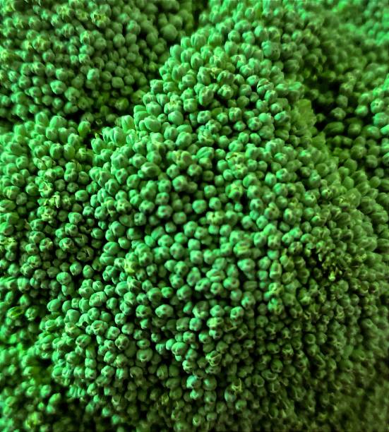 istock Broccoli and its little flowers 1889637711