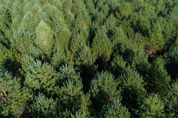 istock drone aerial view of a pine forest 1889638228