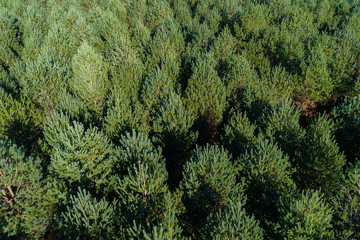 aerial drone view of a pine forest