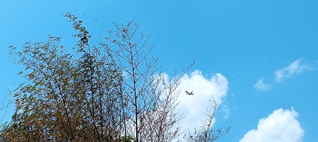 A plane appears across the sky above the bamboos