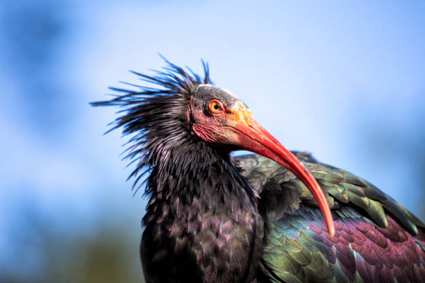 Majestic Geronticus eremita, a symbol of conservation, graces ancient landscapes. This rare bird, with distinctive bald head, inspires awe in flight.