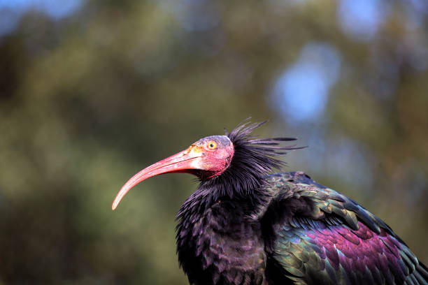 istock Northern Bald Ibis (Geronticus eremita) Outdoors 1889642942