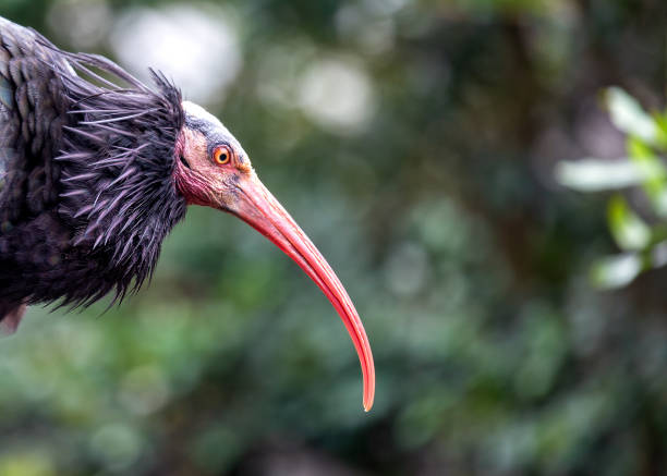 istock Northern Bald Ibis (Geronticus eremita) Outdoors 1889645161