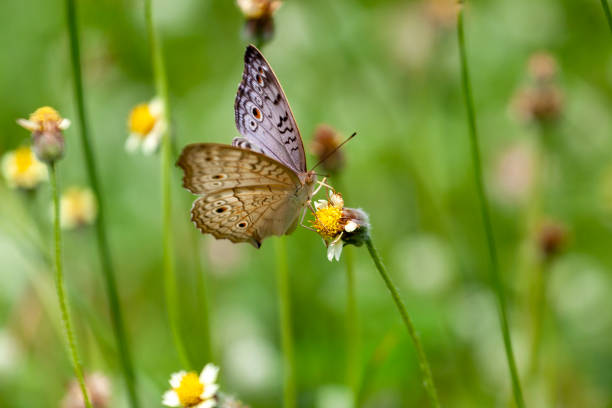 butterfly sitting on a flower in a meadow in summer
