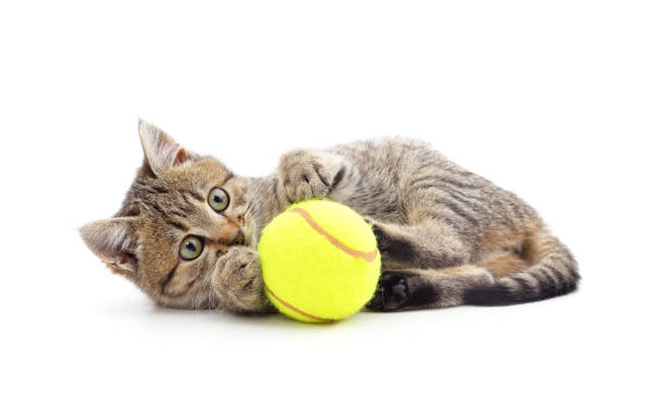 istock Kitten with tennis ball. 1889647809