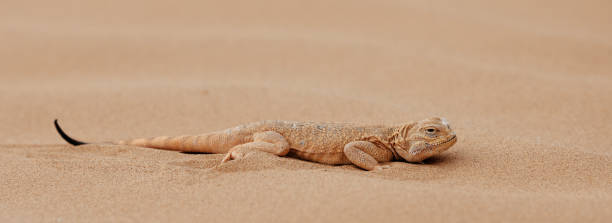 istock Toad-headed agama, Phrynocephalus mystaceus. Calm desert roundhead lizard on the sand in its natural environment. A living dragon of the desert Close up. incredible desert lizard 1889650929