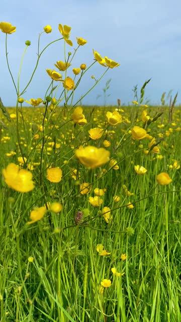 Yellow buttercup flowers waving in grassy meadow breeze vertical video