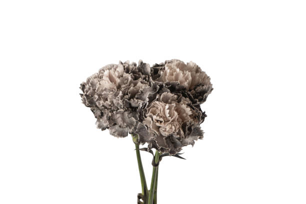 istock Grey carnation flower isolated on a white background. 1889653050