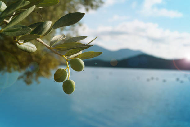 istock Closeup green olive tree with olives 1889656217