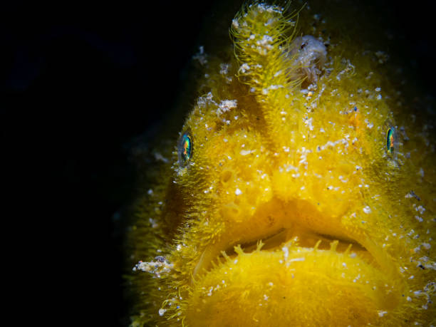 Sea life Orange Tube sponge from scuba diver point of view. Close up, macro  Underwater photo